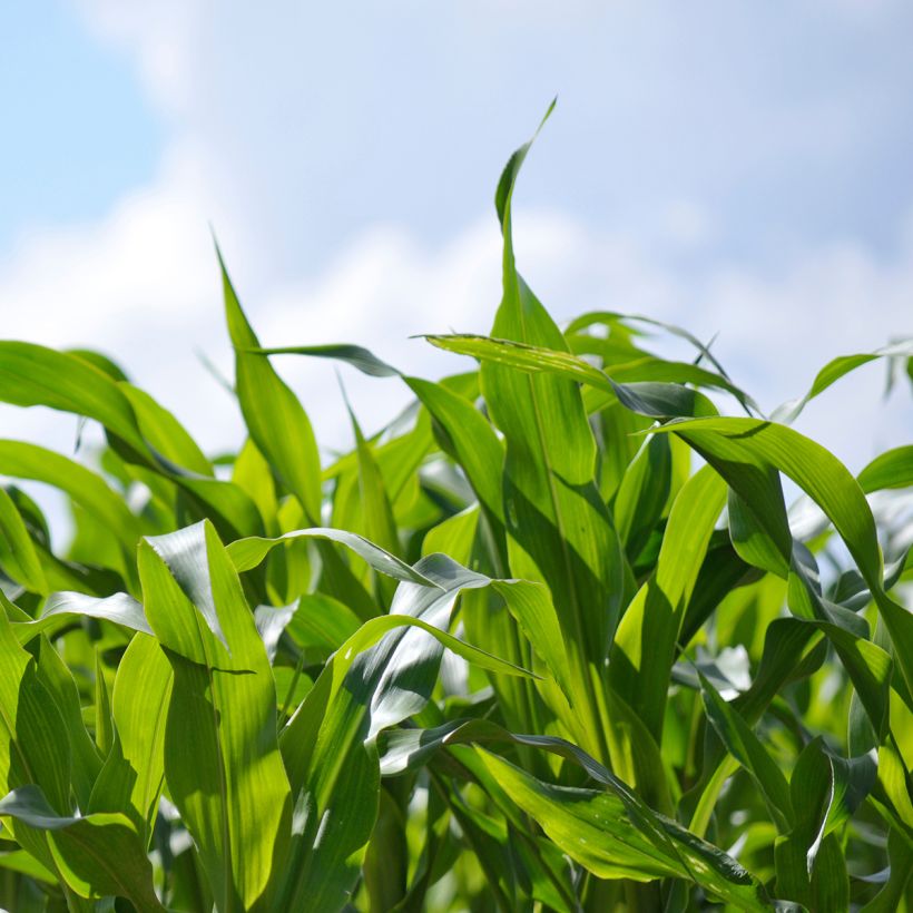 Voedermaïs groenbemester (Blad)