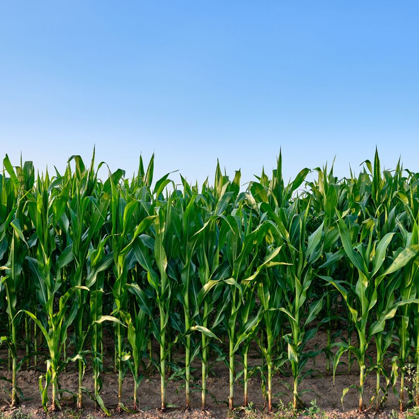 Voedermaïs groenbemester (Groeiplaats)