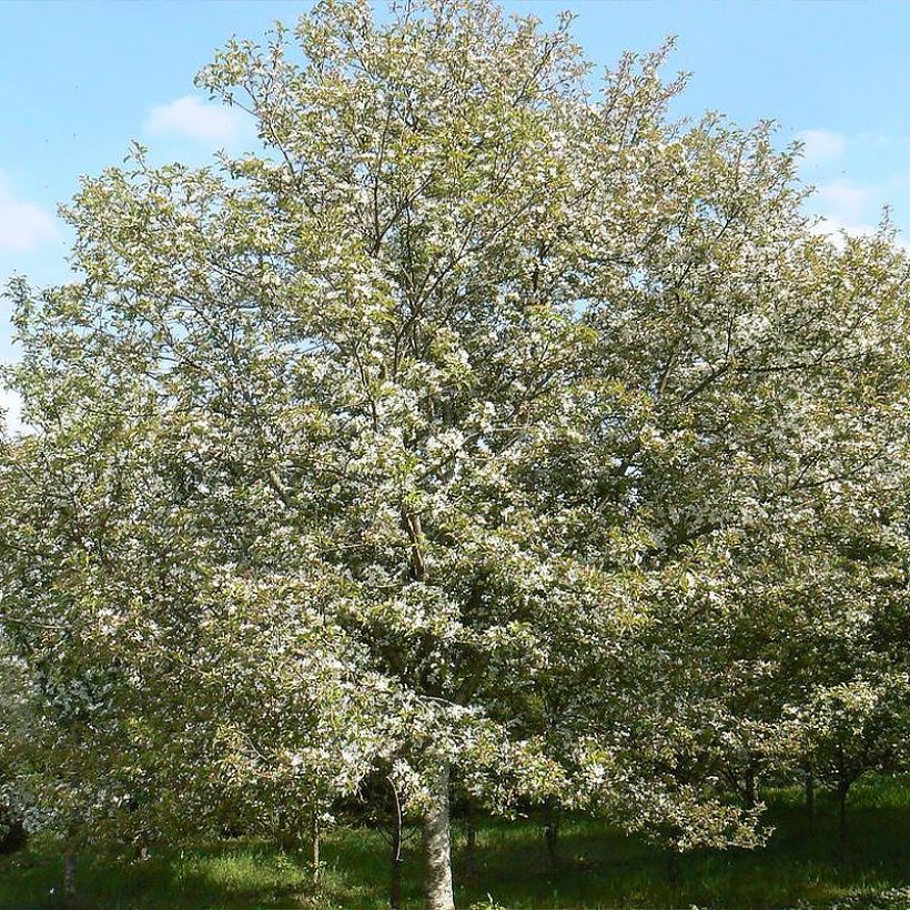 Malus Comtesse De Paris - Sierappel (Plant habit)