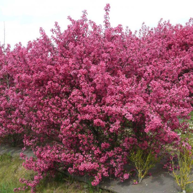 Malus Prairiefire - Sierappel (Plant habit)