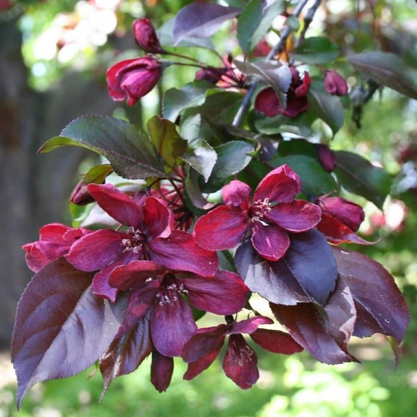Malus Royalty - Sierappel (Foliage)