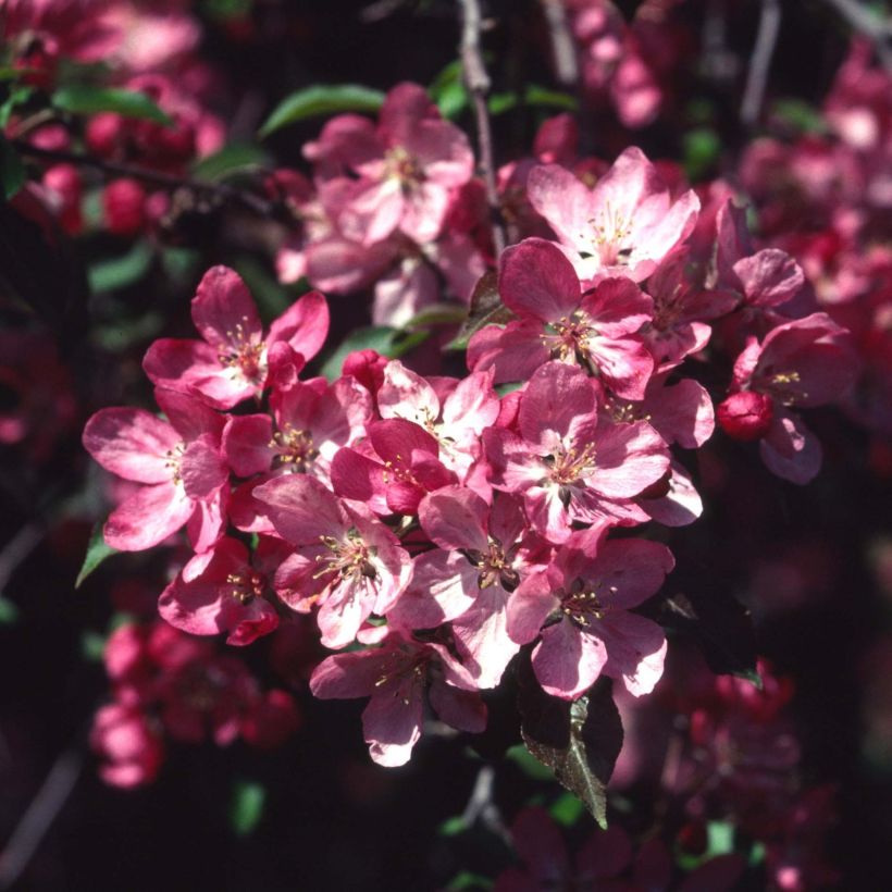 Malus Rudolph - Sierappel (Flowering)