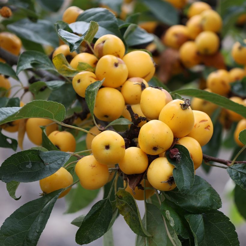 Malus robusta Yellow Siberian - Appelboom (Harvest)