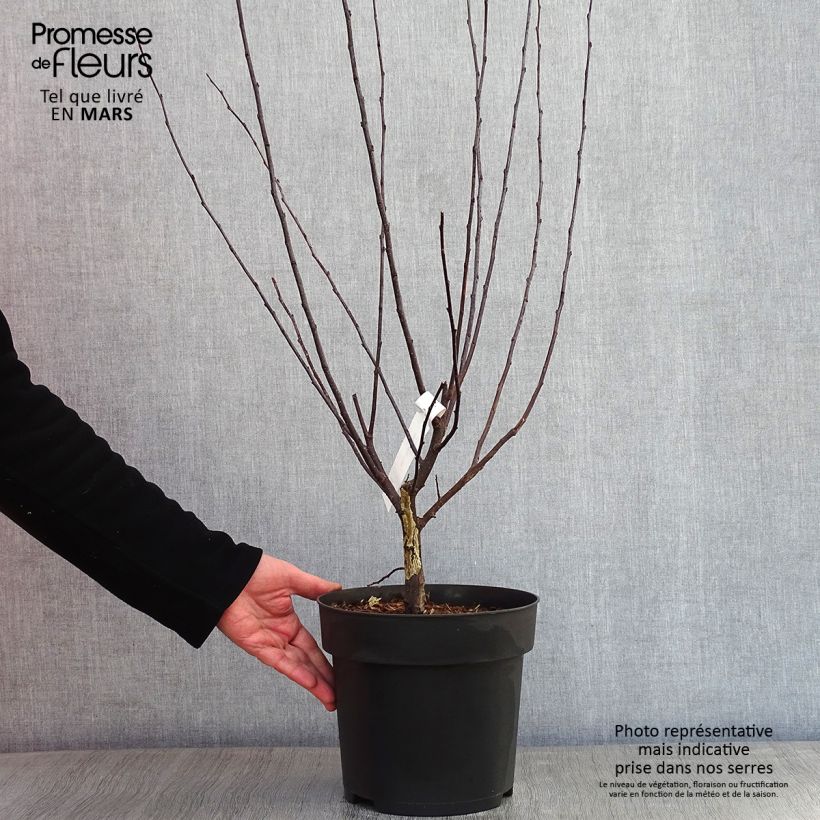Example of Malus toringo Freja - Pommier d'ornement Pot van 7,5 l/10 l as you get in hiver