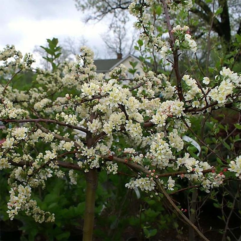 Malus toringo Tina - Sierappel (Flowering)