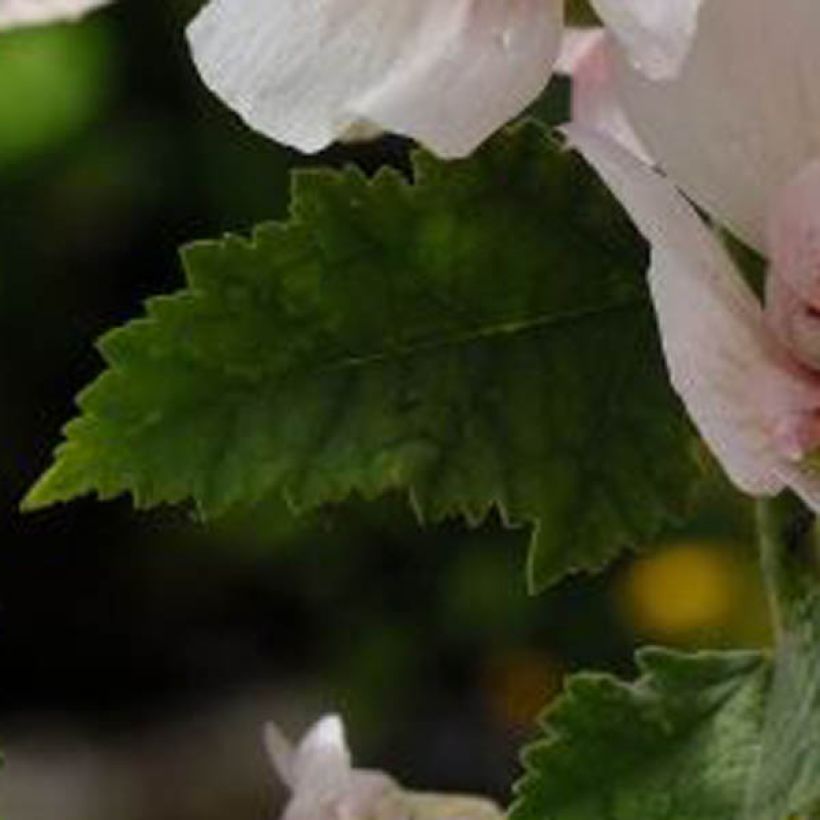 Alcea rosea Freedom - Stokroos (Blad)