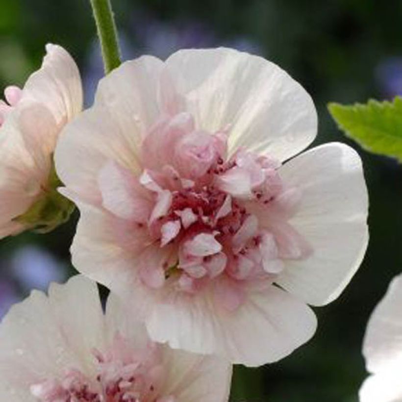 Alcea rosea Freedom - Stokroos (Bloei)