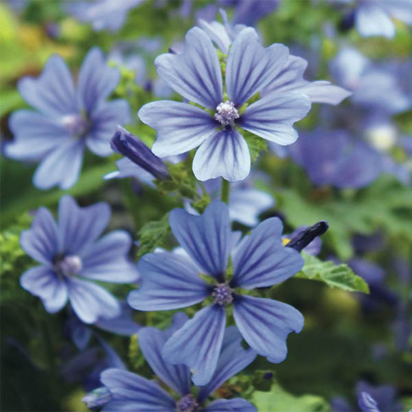 Malva sylvestris Primley Blue - Groot kaasjeskruid (Flowering)