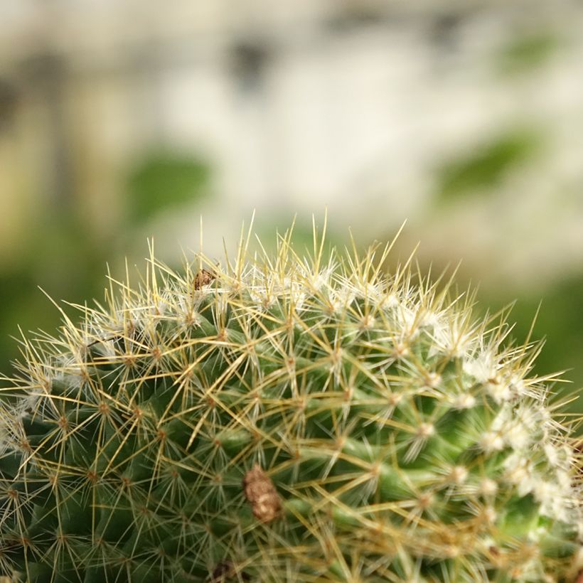 Mammillaria elongata Cristata - Tepelcactus (Blad)