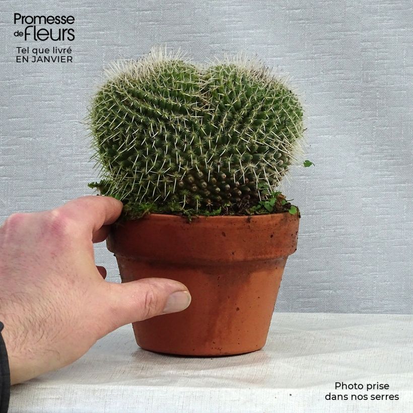 Example of Mammillaria perbella  Pot van 12 cm / 13 cm as you get in hiver