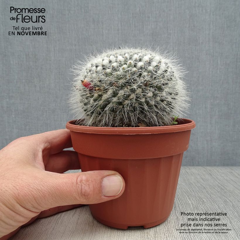 Exemplaar van Mammillaria perbella - Tepelcactus Pot van 12 cm / 13 cm zoals geleverd in de herfst