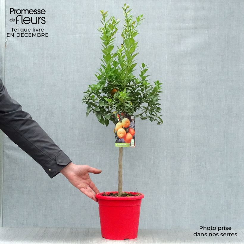 Exemplaar van Chinotto-sinaasappel - Citrus myrtifolia Pot van 4 l/5 l, Kwartstam zoals geleverd in de winter