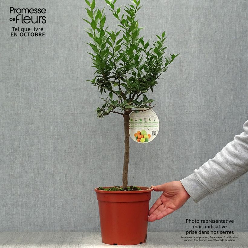 Exemplaar van Chinotto-sinaasappel - Citrus myrtifolia Pot van 4 l/5 l, Kwartstam zoals geleverd in de herfst
