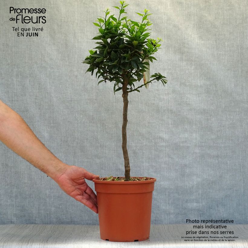 Exemplaar van Chinotto-sinaasappel - Citrus myrtifolia Pot van 4 l/5 l, Kwartstam zoals geleverd in de zomer