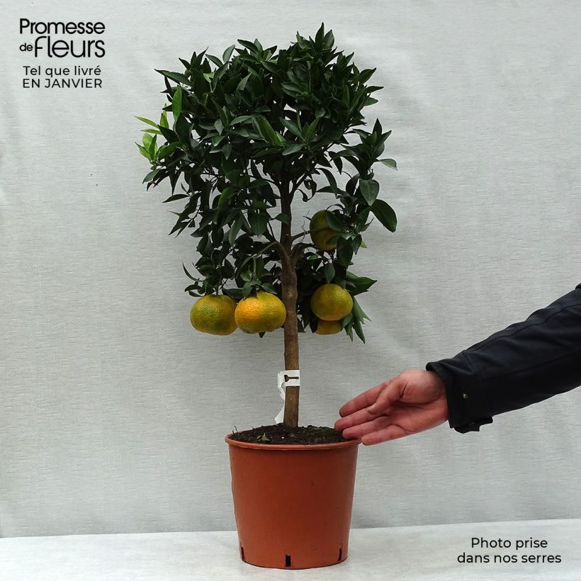 Exemplaar van Mandarijn - Citrus × deliciosa Pot van 4 l/5 l, Kwartstam zoals geleverd in de winter