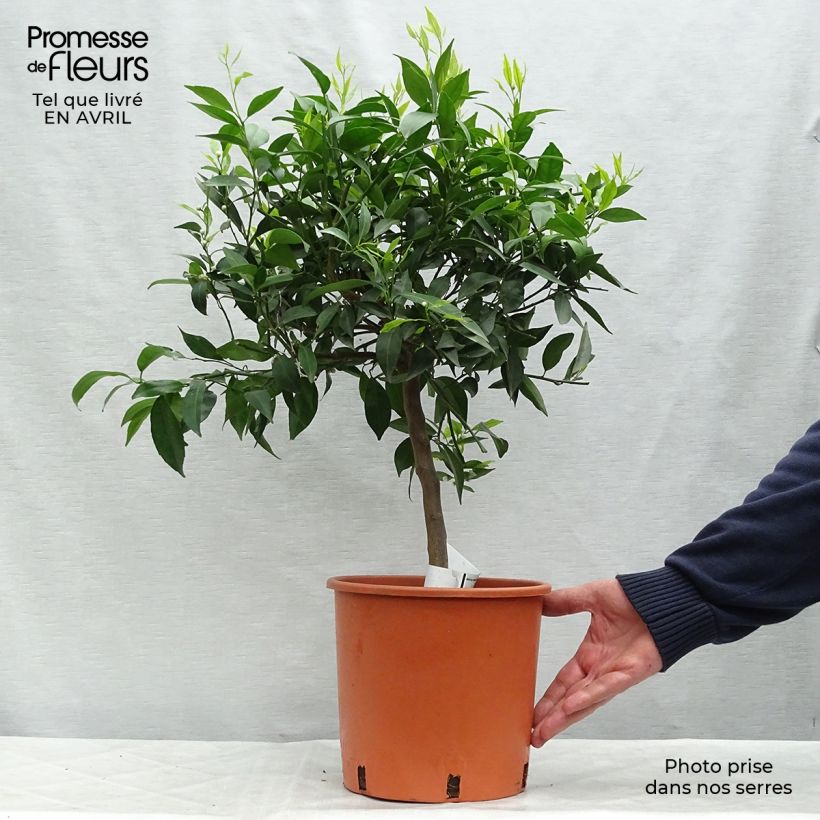 Exemplaar van Mandarijn - Citrus × deliciosa Pot van 4 l/5 l, Kwartstam zoals geleverd in de lente