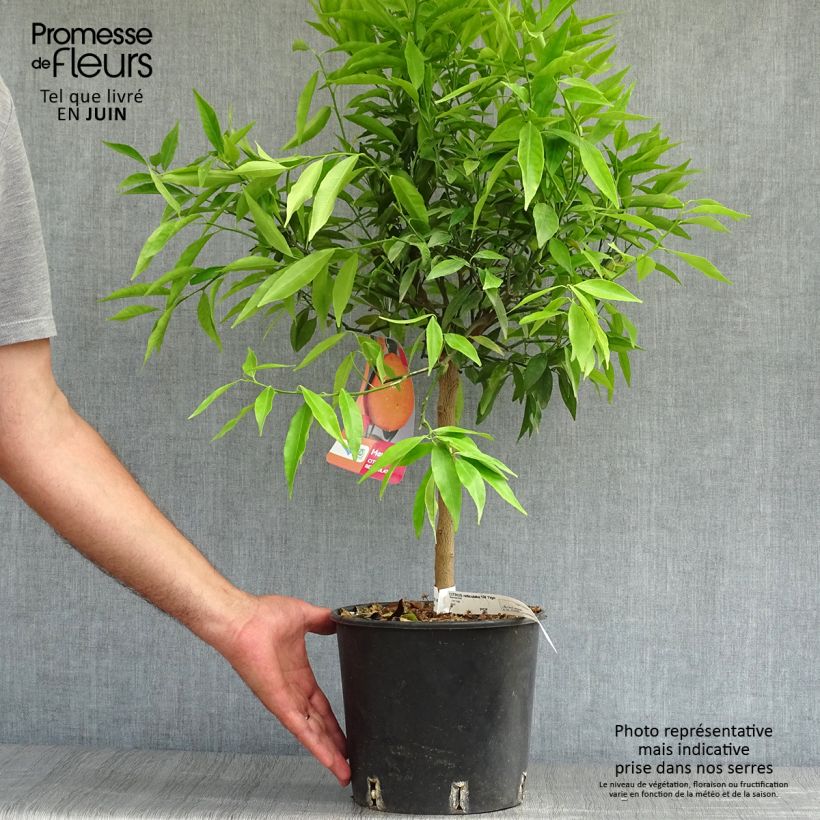 Exemplaar van Mandarijn Keraji Pot van 2 l/3 l, Struik zoals geleverd in de zomer