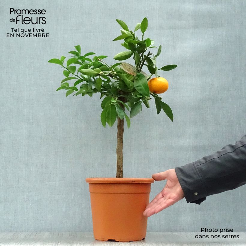 Exemplaar van Satsuma mandarijn Pot van 4 l/5 l, Kwartstam zoals geleverd in de herfst
