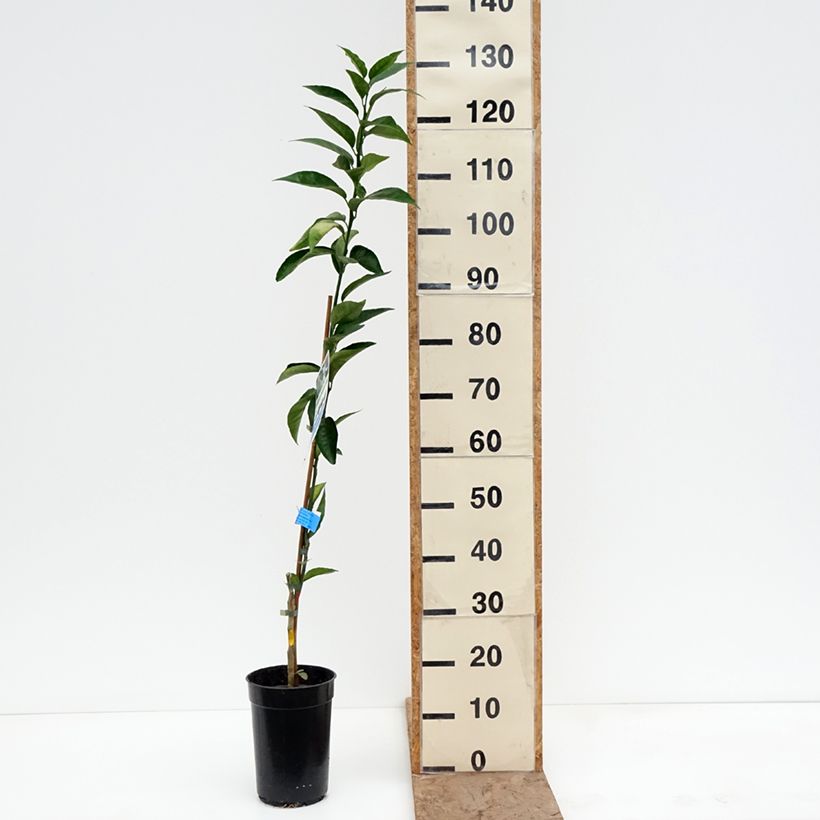 Exemplaar van Mandarijn - Citrus × deliciosa Pot van 3 l/4 l, Onderstam zoals geleverd in de winter