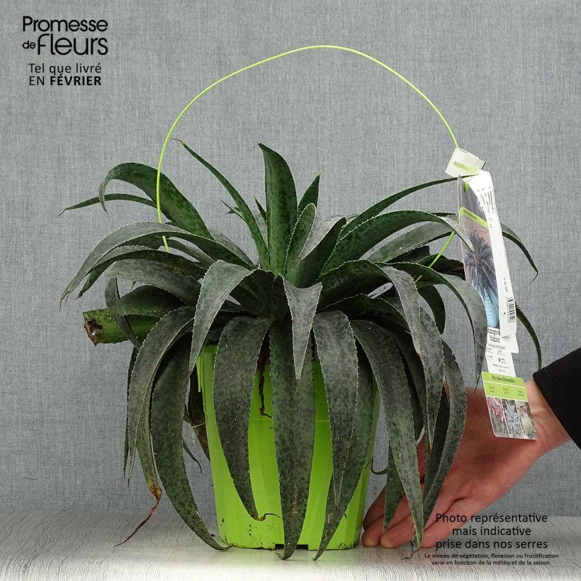 Example of Mangave Mangavé Inkblot Pot van 3 l/4 l as you get in hiver