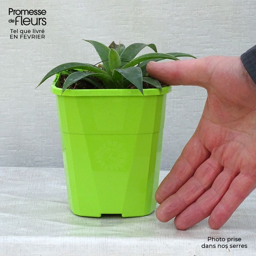 Example of Mangave Lavender Lady Pot van 1 l/1,5 l as you get in hiver