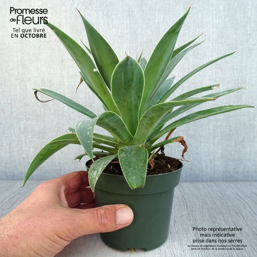Exemplaar van Mangave Lavender Lady Pot van 1 l/1,5 l zoals geleverd in de herfst