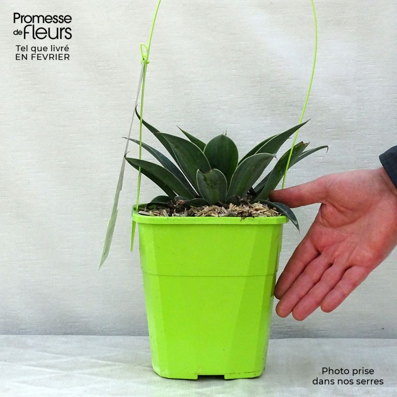 Example of Mangave Lavender Lady Pot van 3 l/4 l as you get in hiver