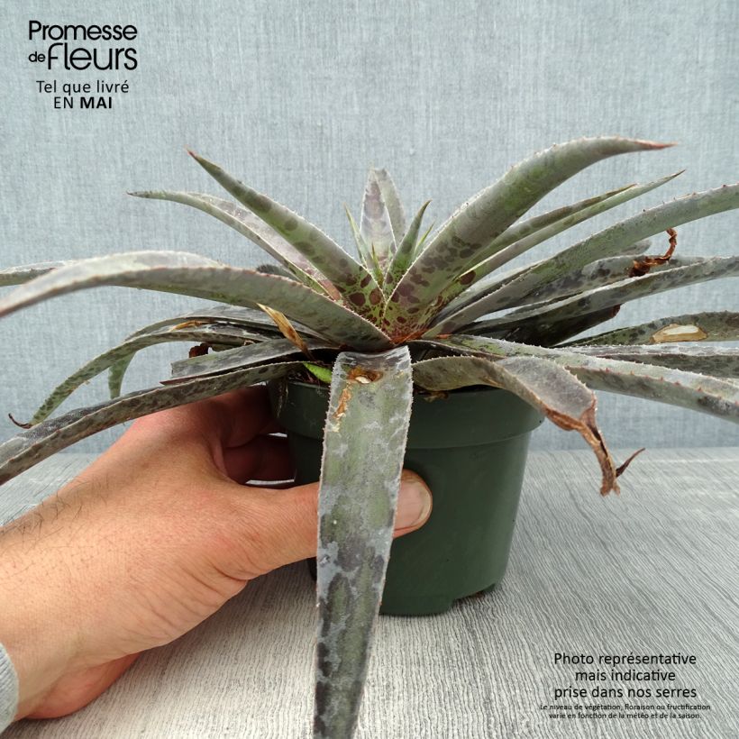 Exemplaar van Mangave Moonglow Pot van 1 l/1,5 l zoals geleverd in de lente