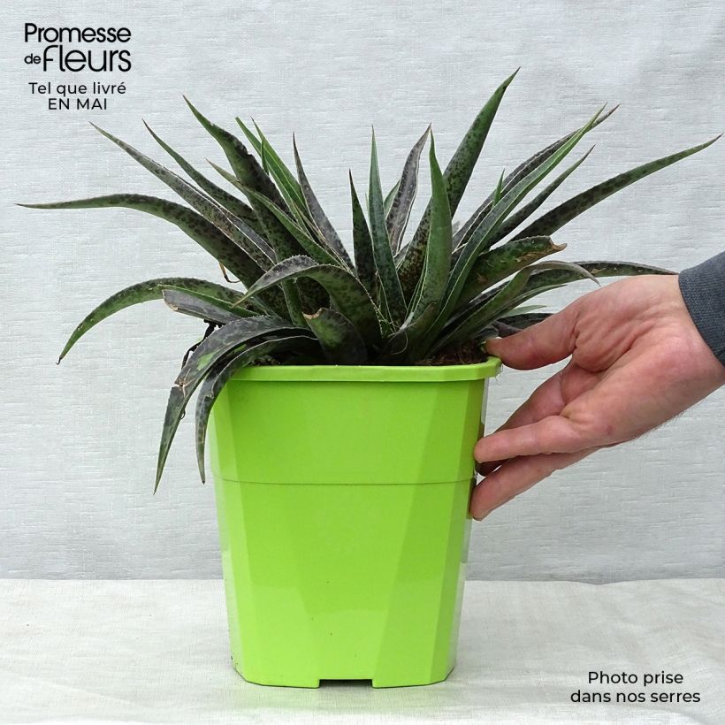 Exemplaar van Mangave Moonglow Pot van 3 l/4 l zoals geleverd in de lente