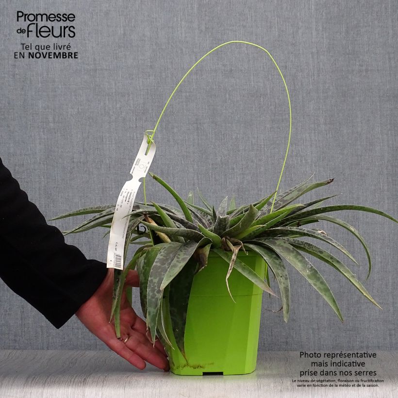 Exemplaar van Mangave Moonglow Pot van 3 l/4 l zoals geleverd in de herfst