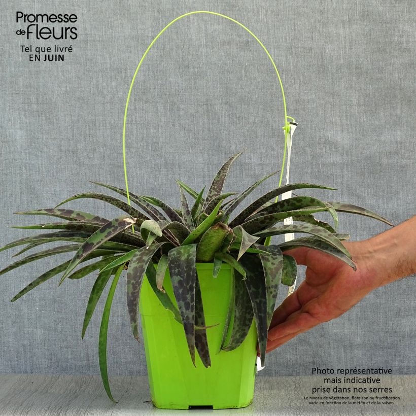 Exemplaar van Mangave Moonglow Pot van 3 l/4 l zoals geleverd in de zomer