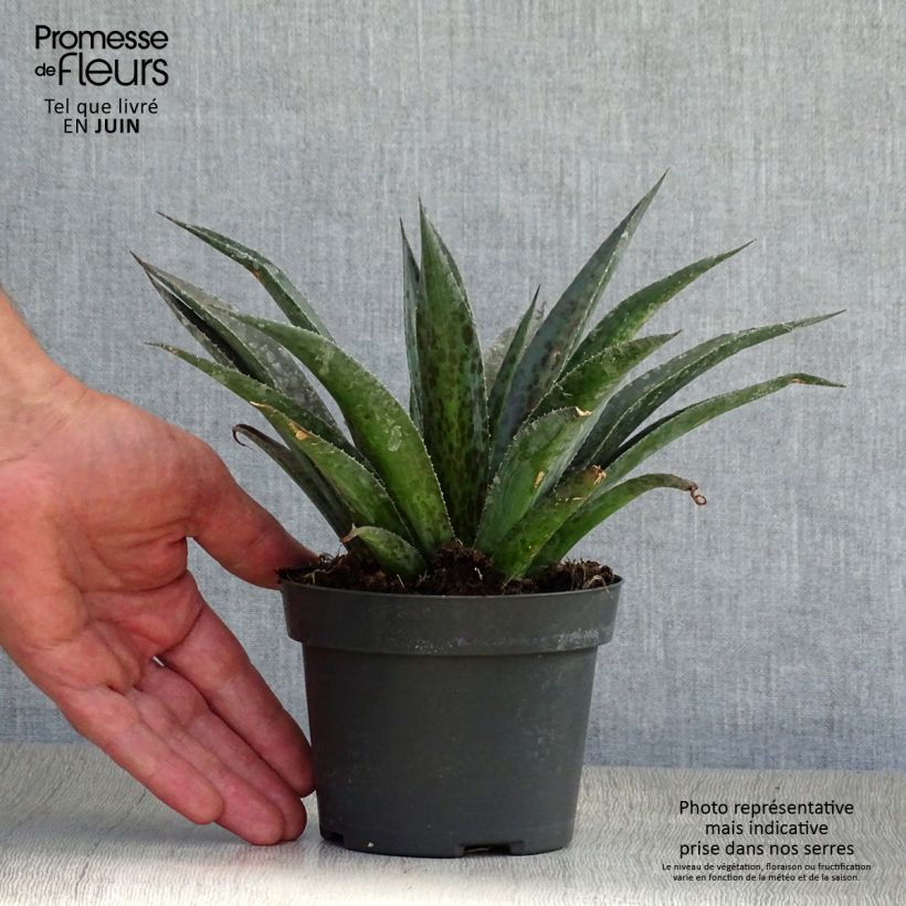 Exemplaar van Mangave Pineapple Express Pot van 1 l/1,5 l zoals geleverd in de zomer