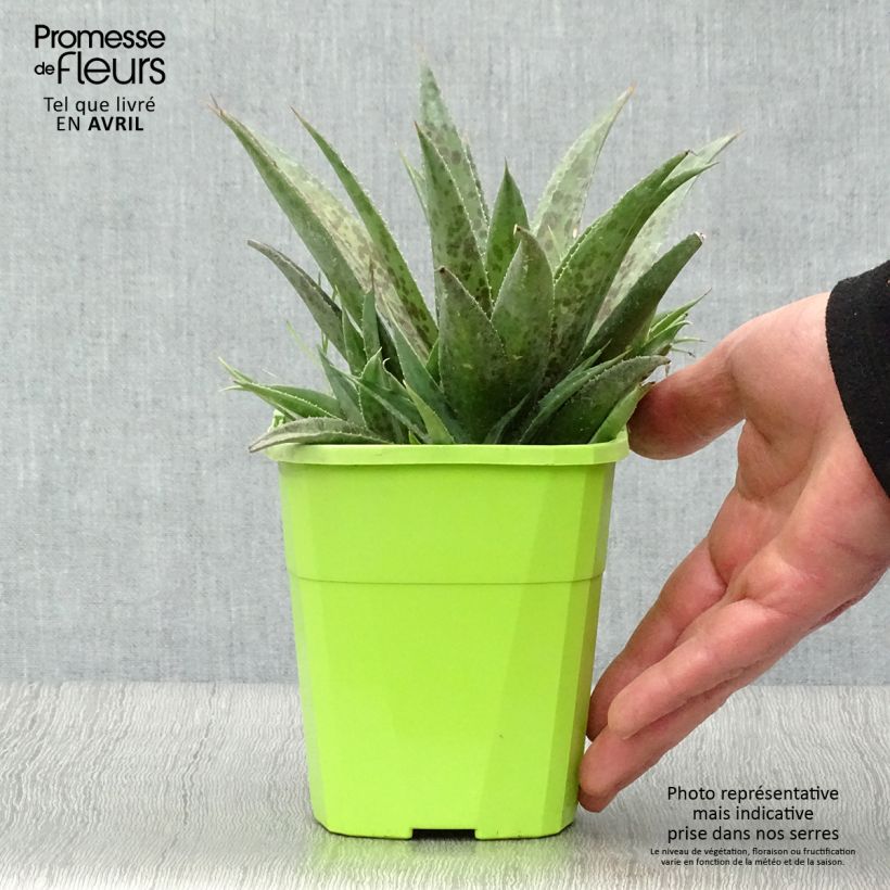 Exemplaar van Mangave Pineapple Express Pot van 1 l/1,5 l zoals geleverd in de lente