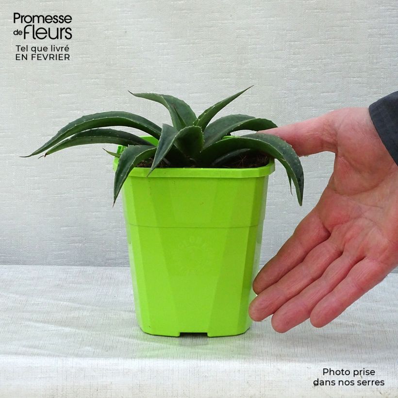 Example of Mangave Mangavé Redwing Pot van 1 l/1,5 l as you get in hiver