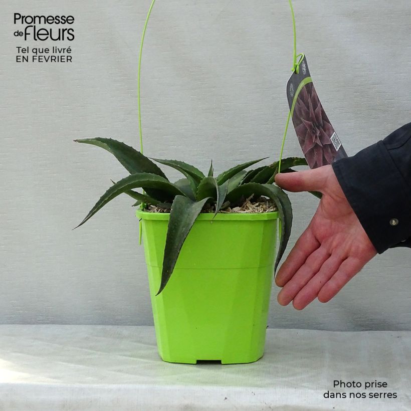 Example of Mangave Mangavé Redwing Pot van 3 l/4 l as you get in hiver