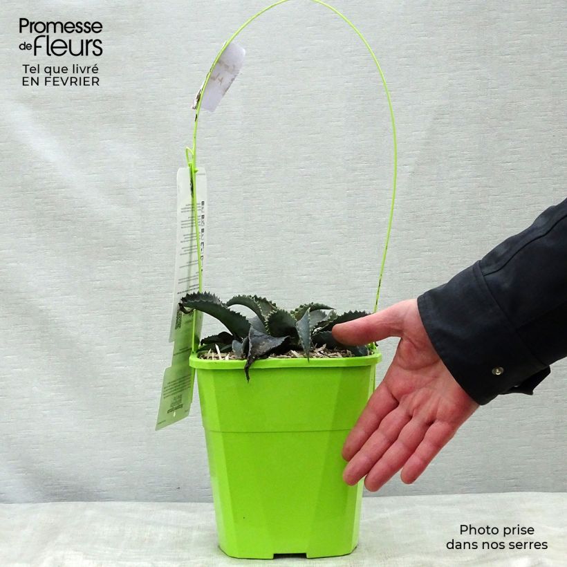 Example of Mangave Mangavé Silver Fox Pot van 3 l/4 l as you get in hiver