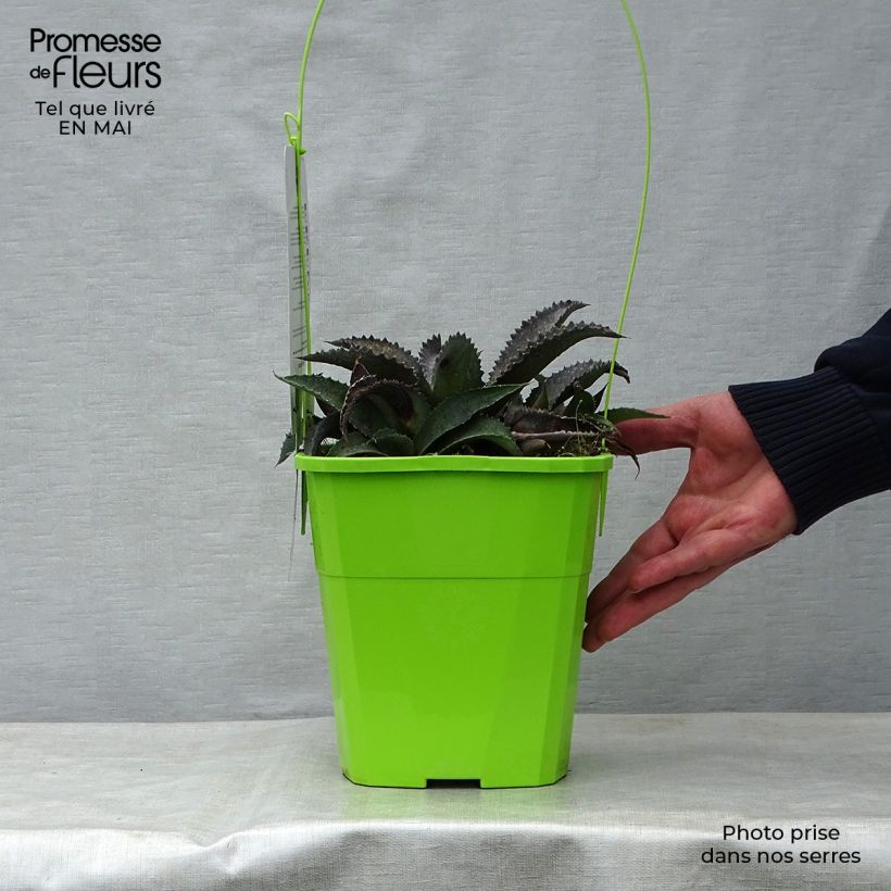 Exemplaar van Mangave Silver Fox Pot van 3 l/4 l zoals geleverd in de lente