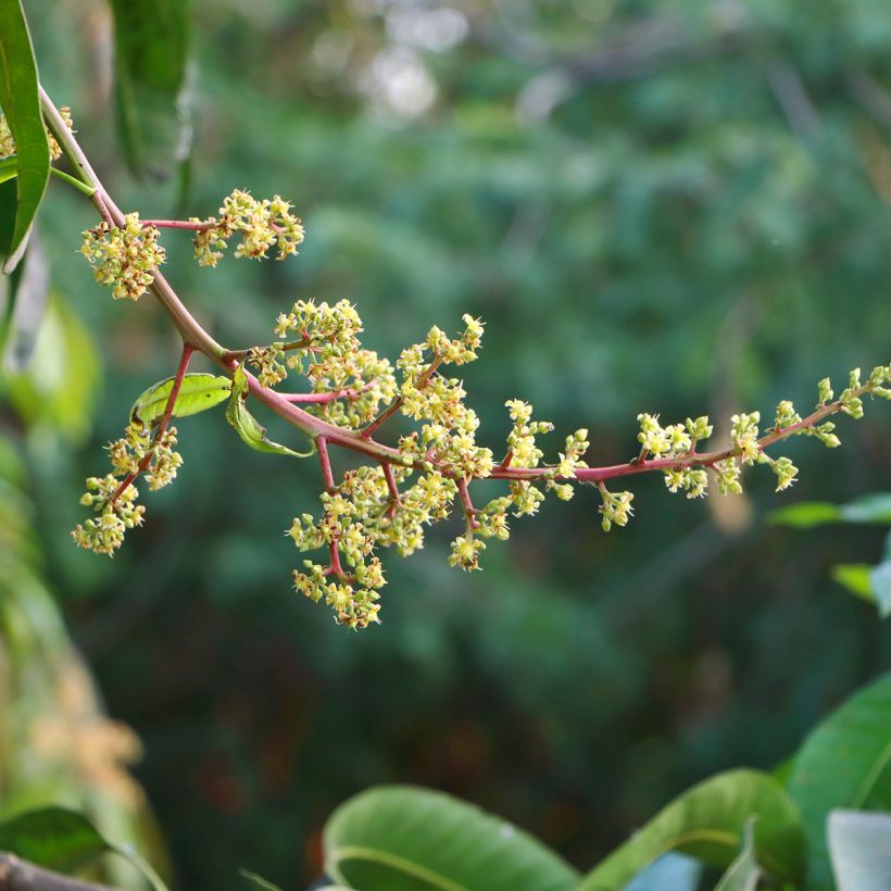 Mango - Mangifera indica (Bloei)