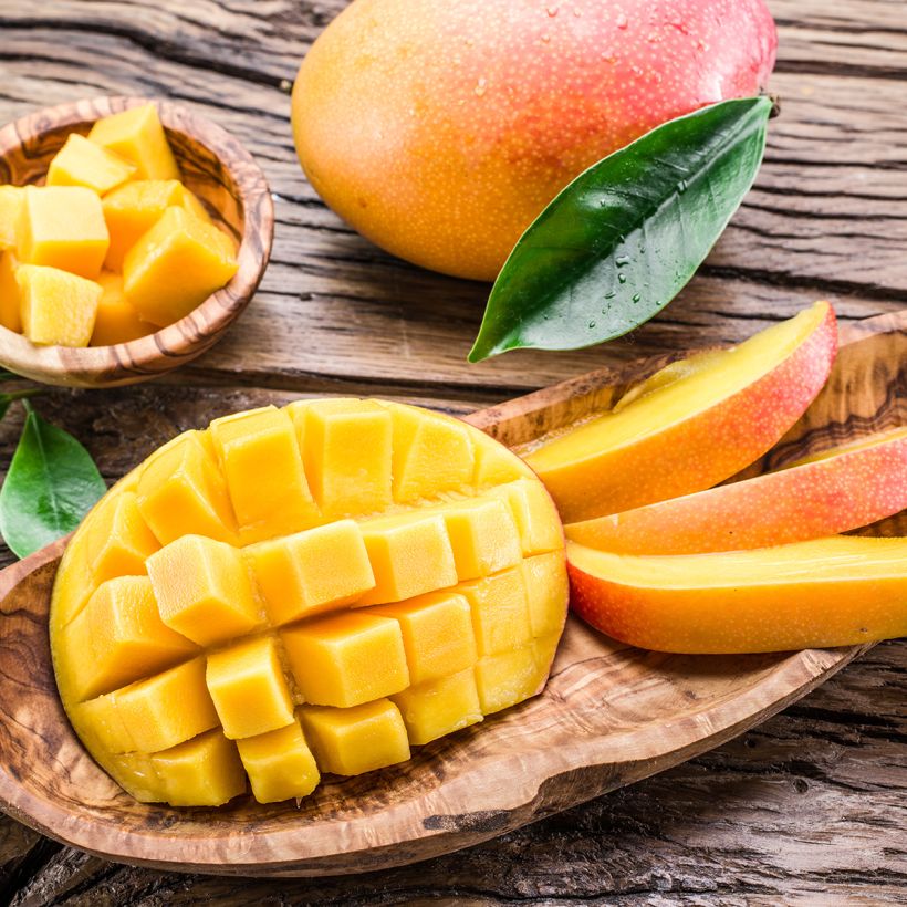 Mango - Mangifera indica (Oogst)