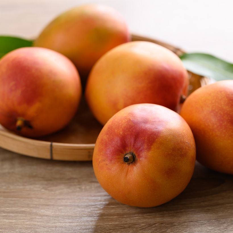 Mangoboom Tommy Atkin (Oogst)