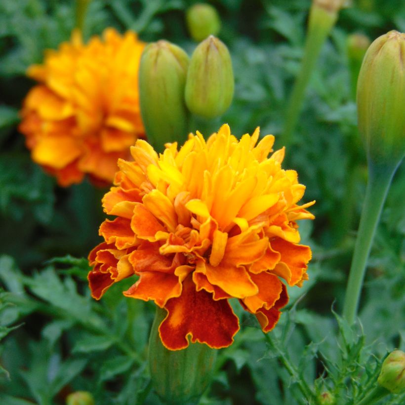 Afrikaantje - Tagetes patula Mowgli Bicolour (zaad) (Bloei)