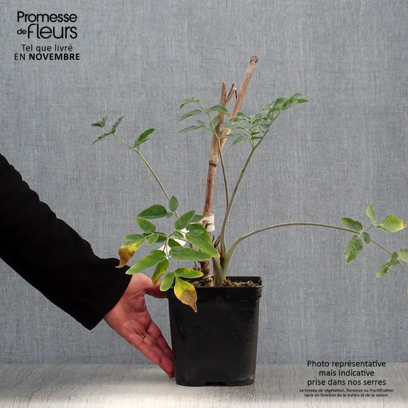 Exemplaar van Mathiasella bupleuroides Green Dream - Schermbloem Pot van 3 l/4 l zoals geleverd in de herfst