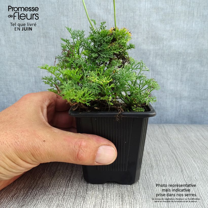 Exemplaar van Matricaria tchihatchewii - Gazonganzenbloem Kweekpotje van 8/9 cm zoals geleverd in de zomer