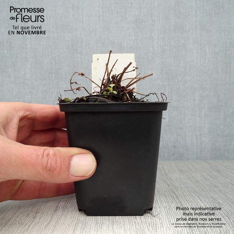 Exemplaar van Matteuccia pensylvanica - Struisvaren Kweekpotje van 8/9 cm zoals geleverd in de herfst