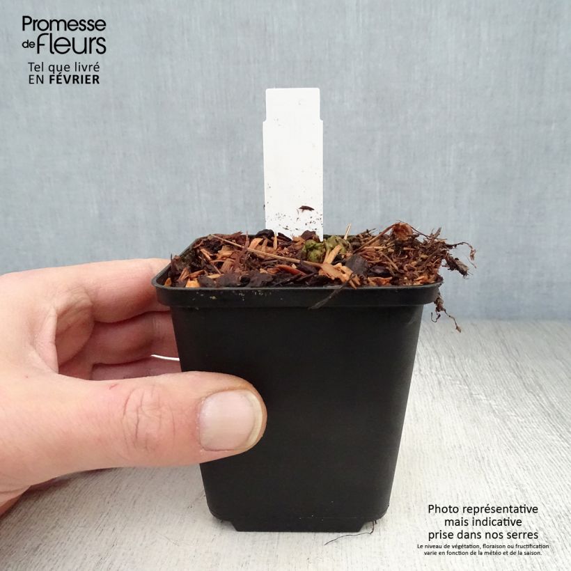 Example of Matteuccia pensylvanica -  Fougère allemande Kweekpotje van 8/9 cm as you get in hiver