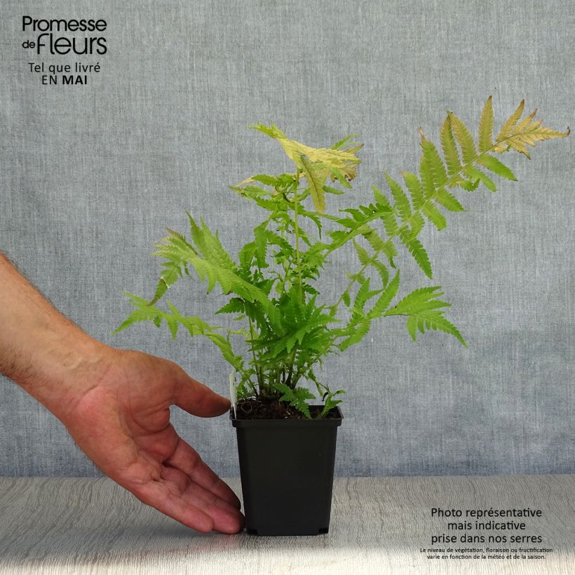 Exemplaar van Matteuccia pensylvanica - Struisvaren Kweekpotje van 8/9 cm zoals geleverd in de lente