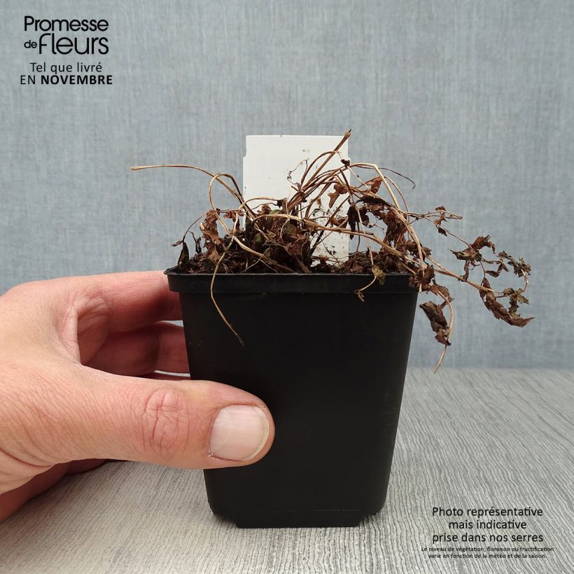 Exemplaar van Matteuccia struthiopteris - Struisvaren Kweekpotje van 8/9 cm zoals geleverd in de herfst