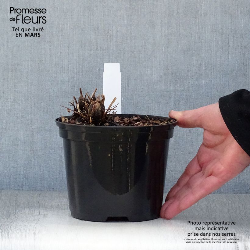Exemplaar van Matteuccia struthiopteris - Struisvaren Pot van 2 l/3 l zoals geleverd in de lente