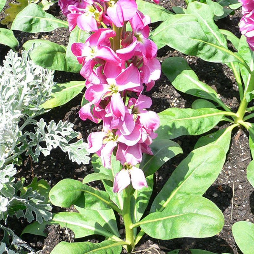 Matthiola incana (zaad) - Zomerviolier (Groeiplaats)