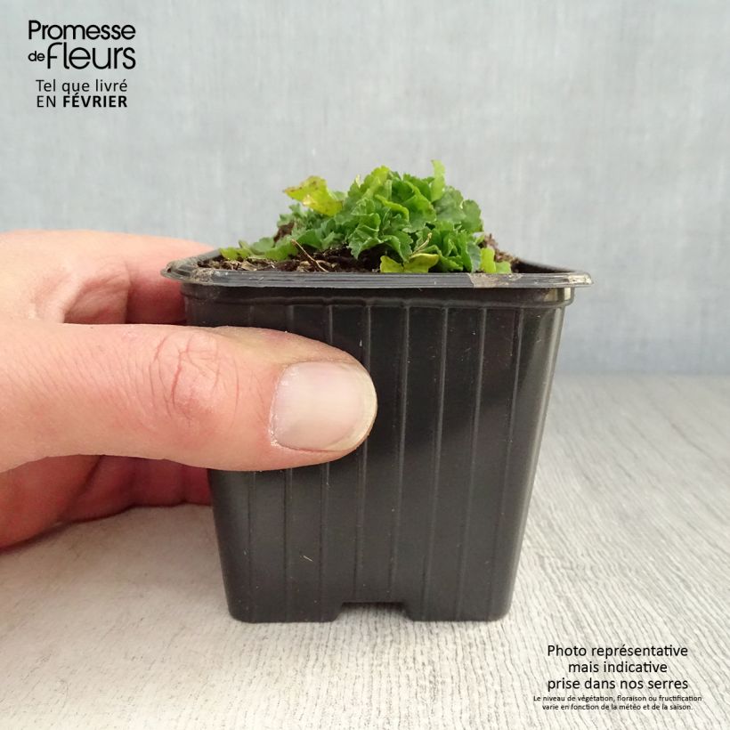 Example of Mauve blanche - Malva moschata Alba Kweekpotje van 7/8 cm as you get in hiver